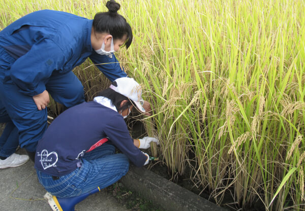 田植え・稲刈り