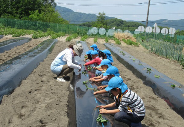 芋植え・芋堀り