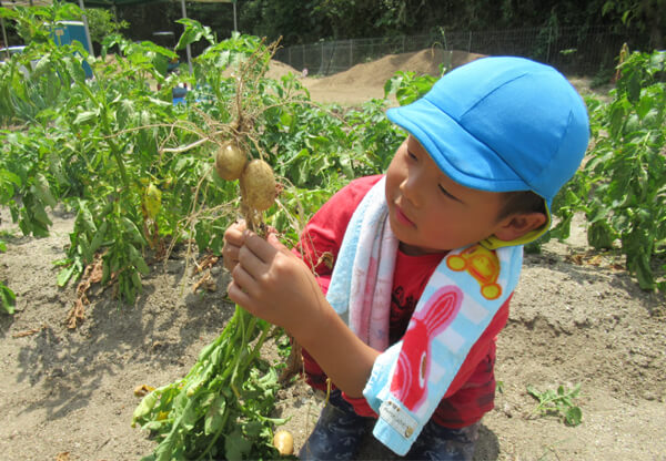 野菜の収穫